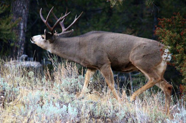 Deer